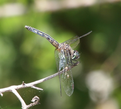 [A blue dragonfly is perched on the end of a stick. The wings are forward exposing all the segments of the body and there is a noticeable kink in the middle of the body such that the back half is bent downward rather than being in a straight line from the head.]